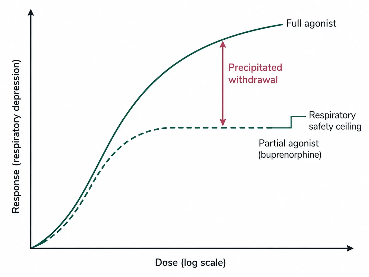A dose-response graph with a full agonist curve rising steeply to a high maximum and a partial agonist curve rising to a plateau well below it, with the gap between the two marked as precipitated withdrawal when buprenorphine displaces a full agonist, and the plateau marked as the respiratory safety ceiling