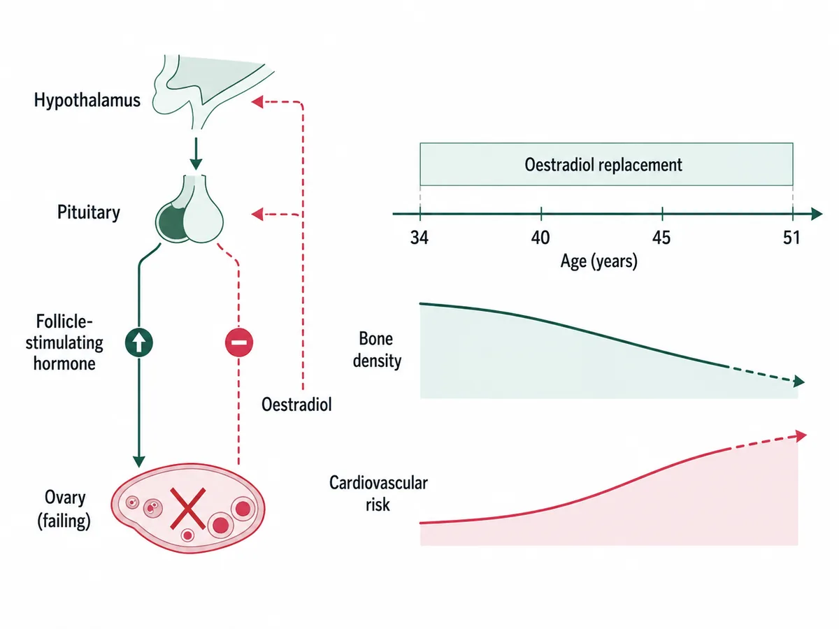 A hypothalamic-pituitary-ovarian axis with the ovary marked as failing so oestradiol falls and, with negative feedback lost, follicle-stimulating hormone rises; beside it an age axis from 34 to 51 with a shaded replacement bar spanning it and bone density and cardiovascular risk curves annotated